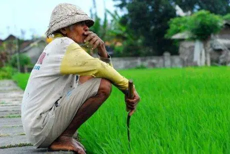 petani tua