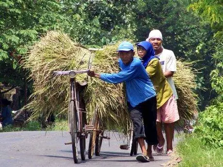 petani